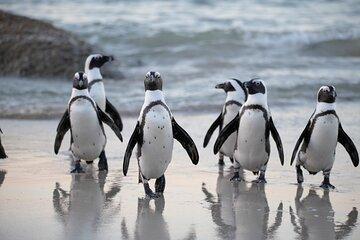 Private Cape Town Sightseeing Tour
