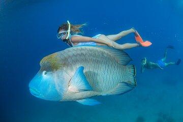 Green Island and Great Barrier Reef Adventure