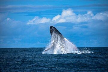 Experience Private Whale Watching Tour in Uvita