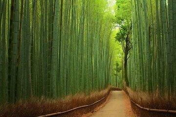 Explore Fushimi Inari and Gion Private Tour