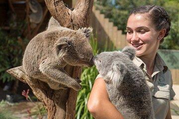 Jervis Bay Beach and Koalas
