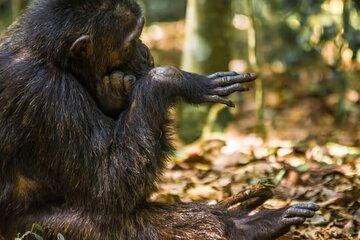 1-Day Ngamba Island chimpanzee tour