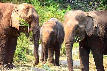 Chiang Mai Elephant Sanctuary & Sticky Waterfall Day Tour