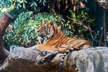 Private Luxury Jaipur Day Tour with Jhalana Safari