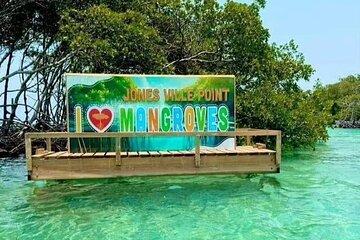 East Side Mangrove Tunnel with Tarpon Turtle Watch Adventure