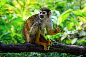 Amazon jungle tour from Iquitos (3 days)
