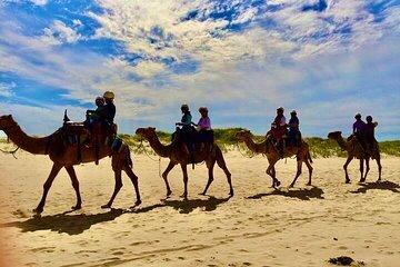 Dubai Safari Experience Now at Anna Bay and Nelson Bay NSW