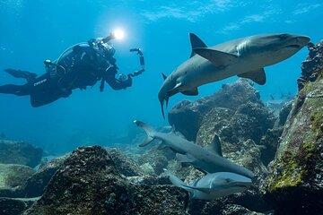 Full Day Dive at Seymour Island: Shark Paradise