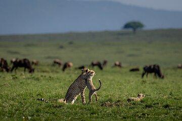 Private 6-Day Kilimanjaro Tour with Transportation