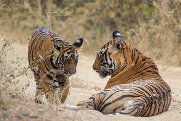 3-Day Delhi to Ranthambore Tiger Reserve Wildlife Safari