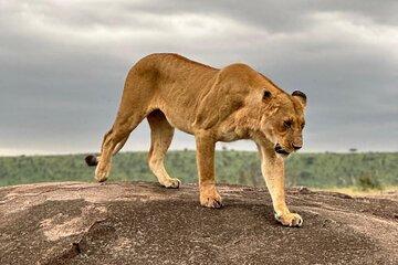 Full-Day Guided Safari in Masai Mara with Hotel Pickup