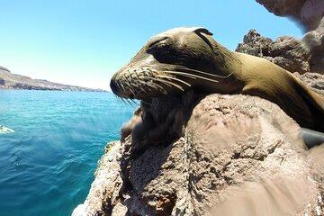 Holy Spirit Island Tour Sea Lions Snorkeling and Beach