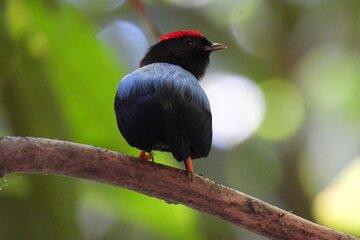 Cartagena Birding Experience