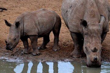 From Durban Tala Game Reserve and Zulu Cultural Experience