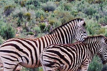 Cape Town Big Five Game Reserve Drive with Lunch