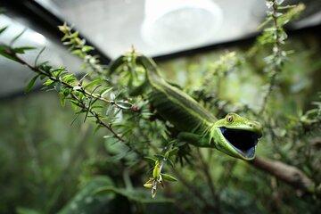 Animals of Aotearoa Wellington Zoo Tour