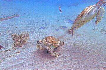 Turtle encounter, Hidden cave and Beach Tour