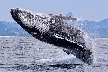 DE Whale Watching Tour from RIU Playa y Buenaventura