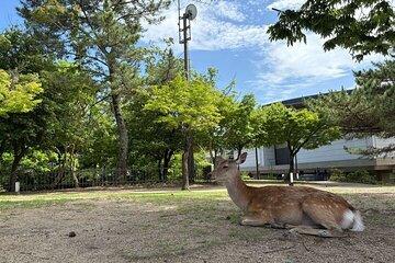 Nara Highlight Walking Tour with Furoshiki Experience with Lunch