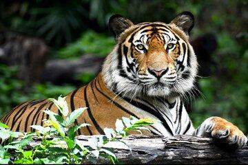 The Maharaja Trail : 5 Days Delhi, Agra, Ranthambhore, Jaipur