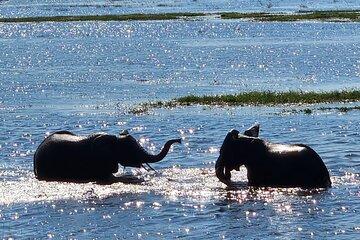 Unique Day Trip with 2 Chobe River Safaris, from Victoria Falls