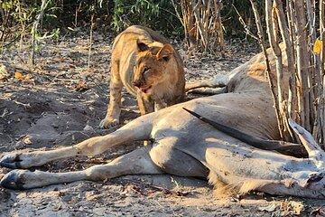 Chobe Signature Safari: Land & River Experience for Small Groups