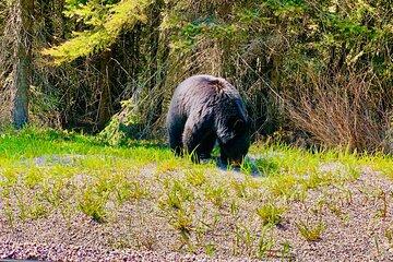 Private Full Day Experience Banff and Canmore Tour