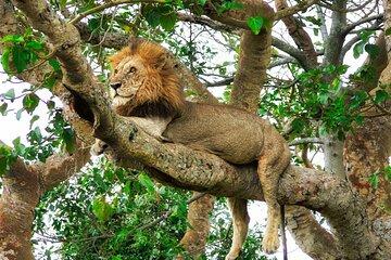 Half a Day, Full of Roars: Chobe’s Power-Packed Land Safari