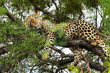 Chobe: From Leopards to Lunkers: Safari AM, Tiger Fishing PM