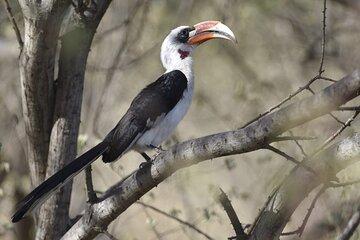 7-Day Northern Tanzania Birdwatching and Wildlife Safari