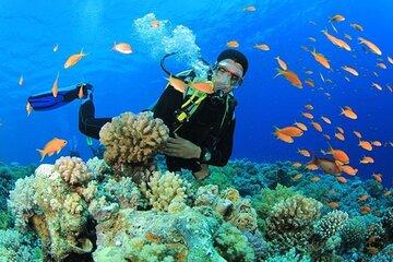Hamata/Qulaan Islands Full Day Diving Sea Trip & Lunch-Marsa Alam