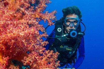 Coral Garden Sea Sea Trip with Two Dives & Transfer – Marsa Alam
