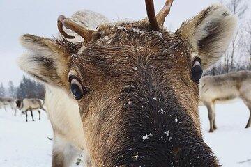 Reindeer Farm Visit and Walking