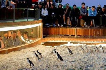 Phillip Island Wildlife Tour: Koalas, Penguins & Coastal Views