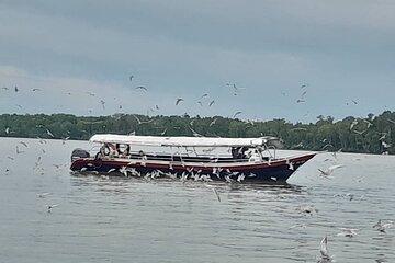 Kuala Selangor Firefly with eagle feeding and Sky mirror Tour