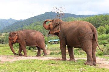 Big Boy Elephant Sanctuary and Bamboo Rafting Experience