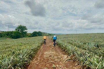 Panama’s Awesome Pineapple Farm Tour on E-bikes