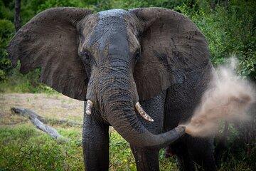 Chobe Full Day Safari