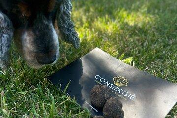 Truffle hunting or Olive harvest - seasonal