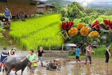 Chiang Mai Half Day Rice Planting and Cultural Experience