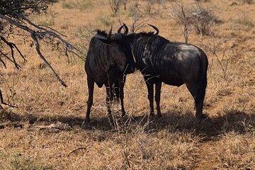 Safari Tour in Kruger National Park from Maputo Open Vehicle