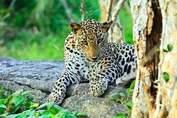Yala National Park Leopard Safari Wildlife Private Adventure