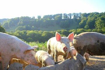 Rural Gastronomy and Village Crafts around UNESCO Biertan