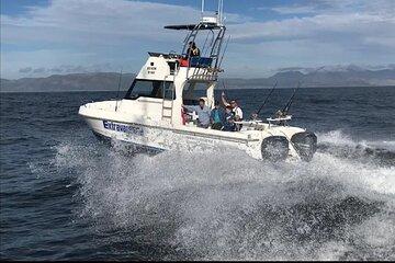 Private Cape Town Beach Road Dolphin Watching