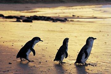 A Day with Penguins & Kangaroos: Small group Phillip Island Tour
