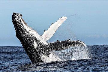 Whale Watching Day Trip Hermanus from Cape Town