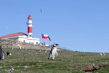 Exclusive Penguin Safari – Private Navigation to Magdalena Island