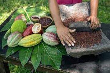 Cacao Pineapple Farm Tour in Costa Rica