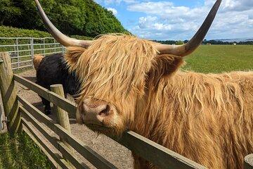 Scotland's Best Shore Excursion-Castles, Highland Cows and Whisky