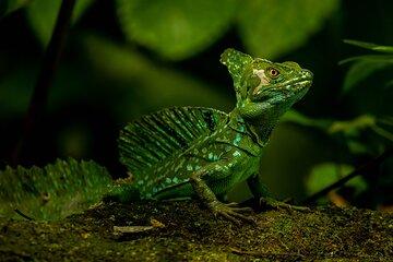 Guided Walk in the Tropical Forest with Typical Lunch